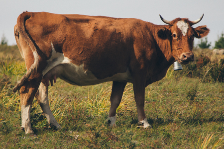 Cattle grazing in the meadow. Pets: red cow close-upの写真素材