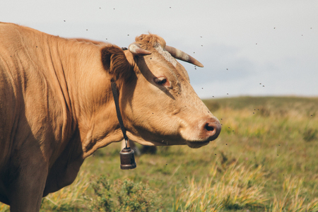 Cattle grazing in the meadow. Pets: red cow close-upの写真素材