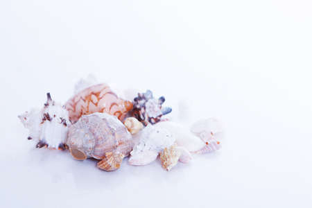 shells on a white background. Isolated photoの写真素材