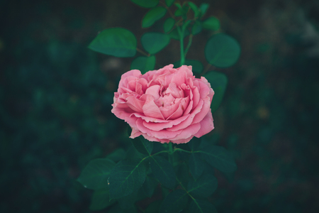 the Seeds and a lightly pink lotusの写真素材