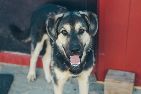 Portrait of a dog with hanging earsの写真素材