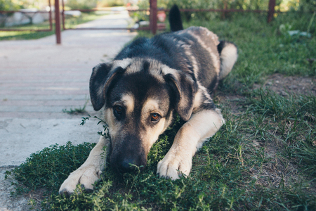 Dog face close-up. Portrait of a shepherd with hanging earsの写真素材