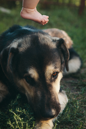 Dog face close-up. Portrait of a shepherd with hanging earsの写真素材