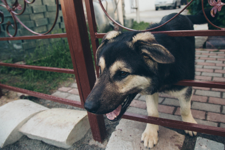 Dog face close-up. Portrait of a shepherd with hanging earsの写真素材