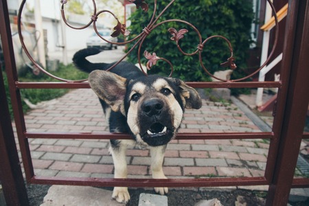 Dog face close-up. Portrait of a shepherd with hanging earsの写真素材
