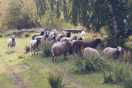 cattle grazing in the meadow. Pets: cows, goats, sheepの写真素材