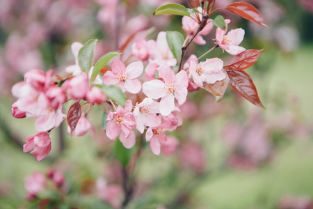 the white and pink Apple flowers close-upの写真素材