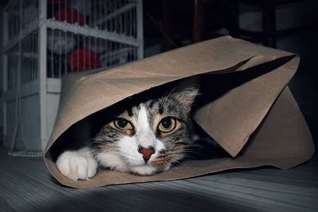 the cat is hiding in a paper bagの写真素材
