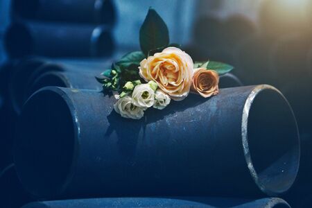 yellow and white roses on metal pipes. bouquet of flowers in the iron warehouse