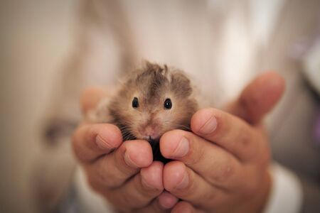 Hamster in hand. Pet protection concept, Alternative medicine, Allergy