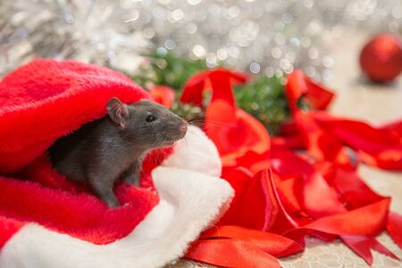 gray mouse walks among New Year attributes. The animal is preparing for Christmas. The concept of the celebration, costumes, decorations. Symbol of the year 2020. Year of the rat. Red inscription 2020の写真素材