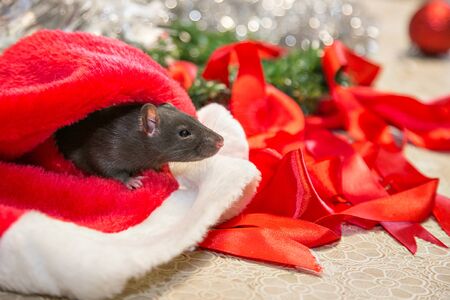 gray mouse walks among New Year attributes. The animal is preparing for Christmas. The concept of the celebration, costumes, decorations. Symbol of the year 2020. Year of the rat. Red inscription 2020の写真素材