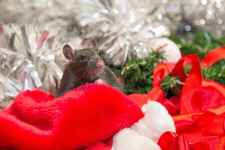 gray mouse walks among New Year attributes. The animal is preparing for Christmas. The concept of the celebration, costumes, decorations. Symbol of the year 2020. Year of the rat. Red inscription 2020の写真素材