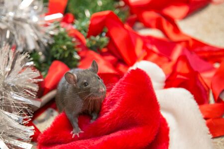 gray mouse walks among New Year attributes. The animal is preparing for Christmas. The concept of the celebration, costumes, decorations. Symbol of the year 2020. Year of the rat. Red inscription 2020の写真素材