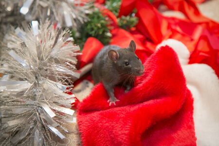 gray mouse walks among New Year attributes. The animal is preparing for Christmas. The concept of the celebration, costumes, decorations. Symbol of the year 2020. Year of the rat. Red inscription 2020の写真素材