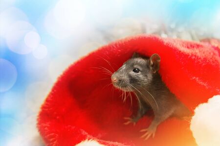 gray mouse walks among red New Year attributes. The animal is preparing for Christmas. The concept of the celebration, costumes, decorations. Symbol of the year 2020 - rat. Boce as backgroundの写真素材