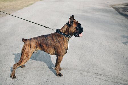 thoroughbred dog cane Corso on a walk with the owner. The big brown dog on the leash pulled out his tongue.. Muzzle close-up. The concept of alternative medicine, allergies, antidepressants, Petsの写真素材