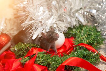 gray mouse walks among New Year attributes. The animal is preparing for Christmas. The concept of the celebration, costumes, decorations. Symbol of the year 2020. Year of the rat. Red inscription 2020の写真素材