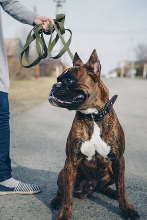 thoroughbred dog cane Corso on a walk with the owner. The big brown dog on the leash pulled out his tongue.. Muzzle close-up. The concept of alternative medicine, allergies, antidepressants, Petsの写真素材