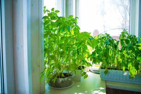 tomato seedlings on the windowsill. potted plant. Spring plantingの写真素材
