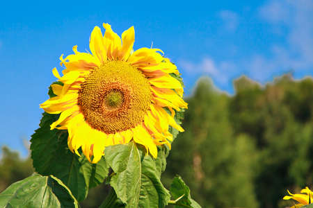autumn harvest: bright sunfloweautumn harvest: bright sunflower against the blue sky. The summer flower bloomed. Seeds for oil productionr against the blue sky. Summer flower bloomedの写真素材
