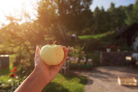 harvest: white apples in a hand. products ready for export. import of seasonal goods.の写真素材