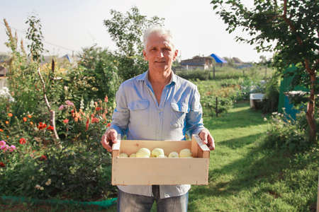 harvest: white apples in a wooden box. products ready for export. import of seasonal goods. An...