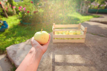 harvest: white apples in a wooden box and hand. products ready for export. import of seasonal goods.の写真素材