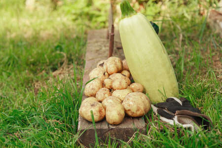 crop: white potatoes, zucchini and rubber gloves close-up. vegetable products are ready for export. import of seasonal goods.の写真素材