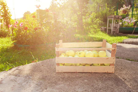 harvest: white apples in a wooden box. products ready for export. import of seasonal goods.の写真素材
