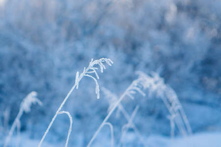 frozen grass close-up. the frost on the plants. winter landscape: the snow on the nature. Fog background, Wild flowers and dry grass covered with snowの写真素材
