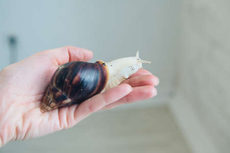 model holds snail on hand. ads for cosmetics, anti-gravity creams, lip treatments, face treatments, botax, rejuvenation, healthy nutrition, wrinkles and anti-wrinkles. Concept of French cuisineの写真素材