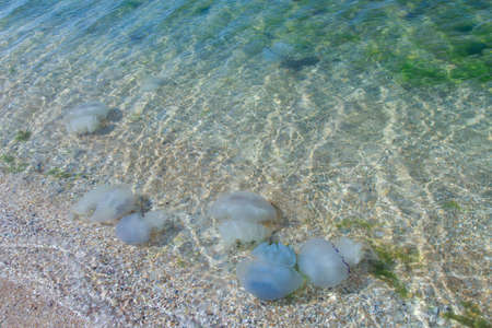 Aurelia Medusa swims near the shore at the beginning of the winter season. Environmental disaster on the Kamchatka Peninsula: marine animals are washed ashore. Dead jellyfish in the waterの写真素材