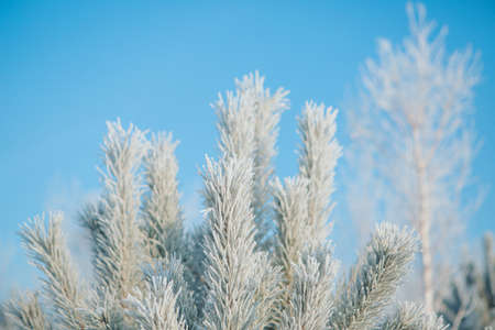 frozen pine branch close-up. frost on plants. winter landscape: snow in nature. Needles in frost. Christmas treeの写真素材