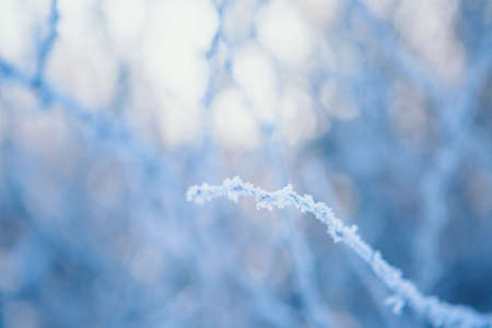 frozen tree branch close-up. frost on plants. winter landscape: the snow on the nature