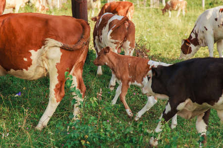 cow grazing on a green meadow. animals close up. Concept of meat products, agriculture, life in nature, organization for the protection of animals. Symbol of the new year 2021: bullの写真素材
