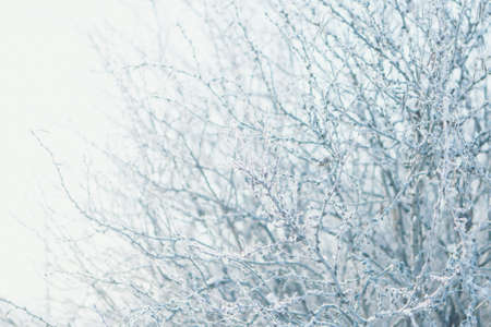 frozen tree branch close-up. frost on plants. winter landscape: the snow on the natureの写真素材