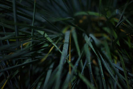 Green leaves and water drops close up. The spring bloom. Grass as the backgroundの写真素材