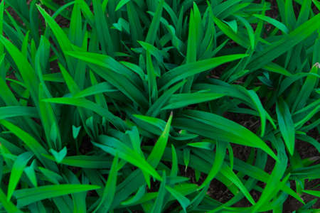 Green leaves close up. The spring bloom. Grass as the backgroundの写真素材