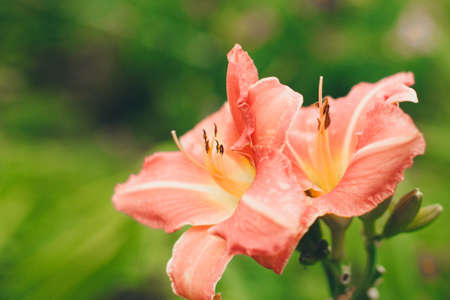 spring lily bloom. the concept of International Women's Day on March 8の写真素材