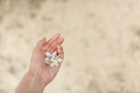 spring bloom: white apple blossom in hand.