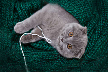 a lop-eared Scottish cat plays with balls of yarn. An animal on a green background. fun for petsの写真素材
