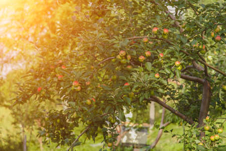 harvest: red apples on a tree in the garden. the products are ready for export. import of seasonal goods.の写真素材