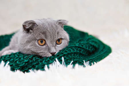 a lop-eared Scottish cat lying. An animal on a green background. fun for petsの写真素材