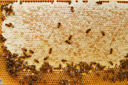 collect honey: honeycomb close-up. Beekeeping works: bees, honeycombs, honey