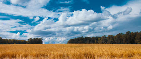 Harvest: ripe wheat grows in the field. Golden grain and blue sky.の写真素材