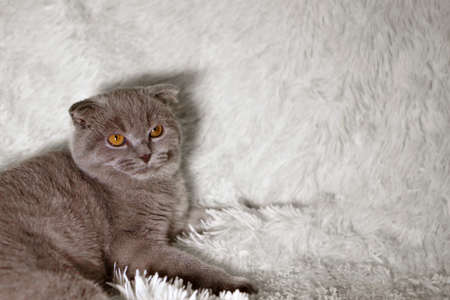 a lop-eared Scottish cat lying. An animal on a white background. fun for petsの写真素材