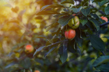 harvest: red apples on a tree in the garden. the products are ready for export. import of seasonal goods.の写真素材