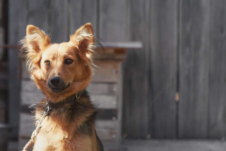 a dog is a man's friend. the puppy guards the house