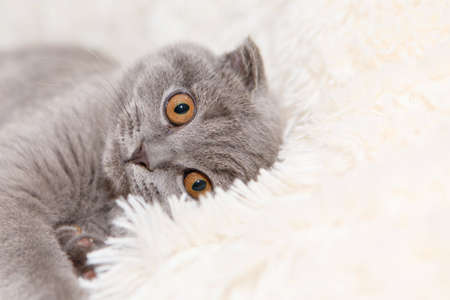 a lop-eared Scottish cat lying. An animal on a white background. fun for petsの写真素材